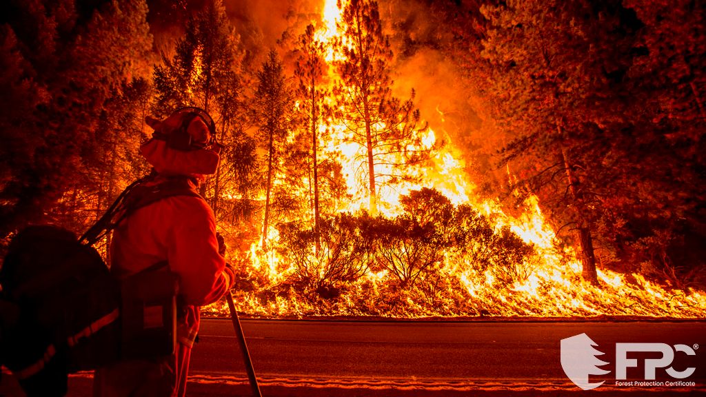 Orman Yangınları ve Yangını Önleme